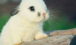 娱乐吃瓜酱兔子,揭秘娱乐圈那些不为人知的幕后故事